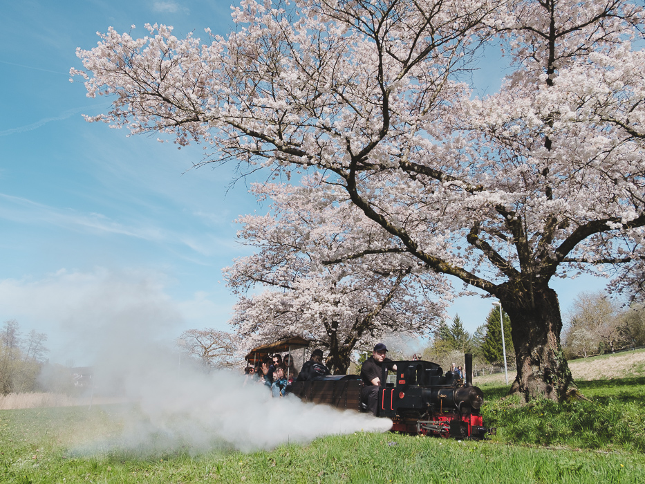 Dampfbahnfreunde im Sommerhofenpark Dampfbahnfreunde im Sommerhofenpark Sindelfingen, Dampfbahn, Eisenbahn, Frühling